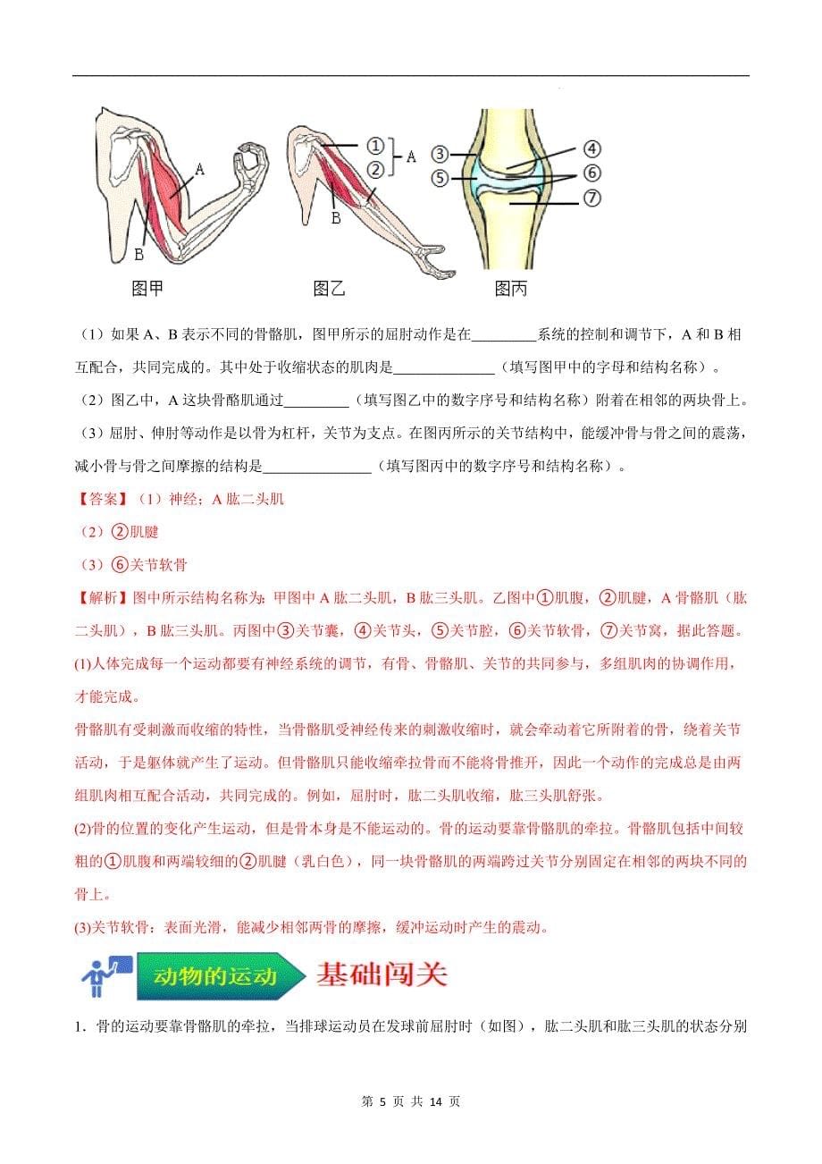 【人教】考点03 动物的运动（解析版）_第5页