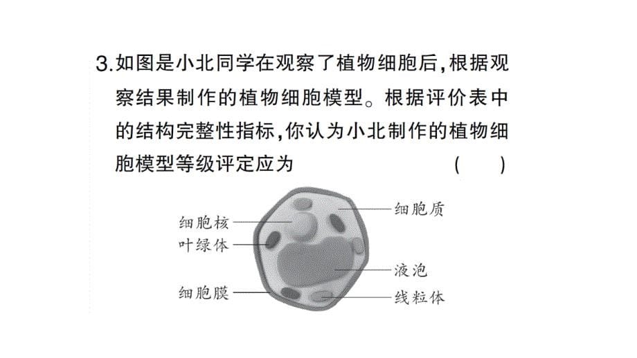 初中生物新人教版七年级上册第一单元第三章综合实践项目 制作细胞模型作业课件2024秋_第5页