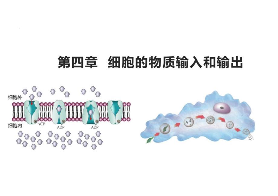 第四章细胞的物质输入和输出复习课高一上学期生物人教版（2019）必修1_第1页