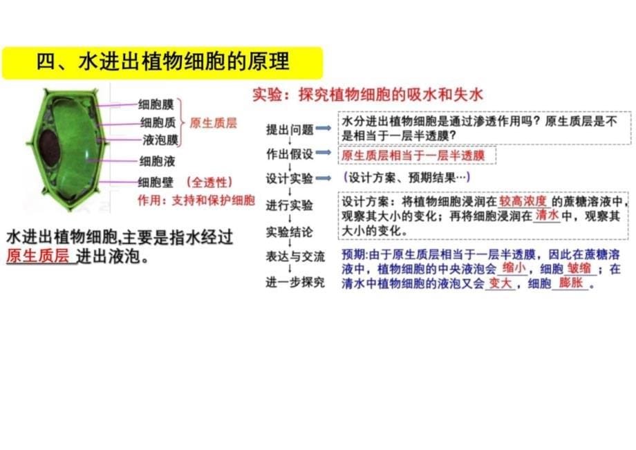 第四章细胞的物质输入和输出复习课高一上学期生物人教版（2019）必修1_第5页