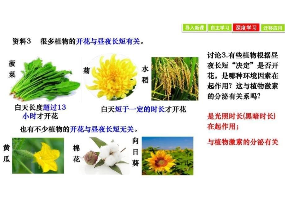 环境因素参与调节植物的生命活动高二人教版（2019）生物选择性必修1_第5页