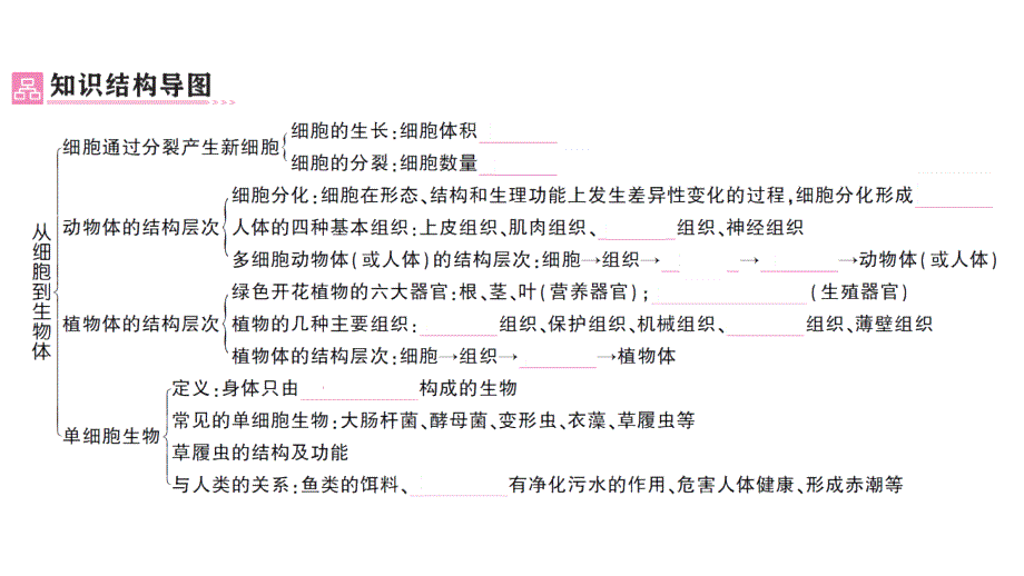 初中生物新人教版七年级上册第一单元第三章 从细胞到生物体总结训练作业课件2024秋_第2页