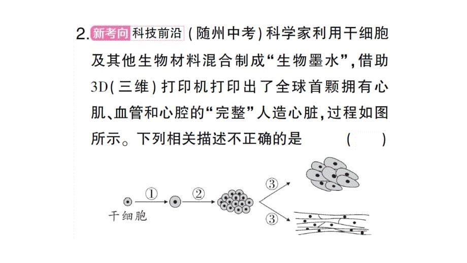 初中生物新人教版七年级上册第一单元第三章 从细胞到生物体总结训练作业课件2024秋_第5页