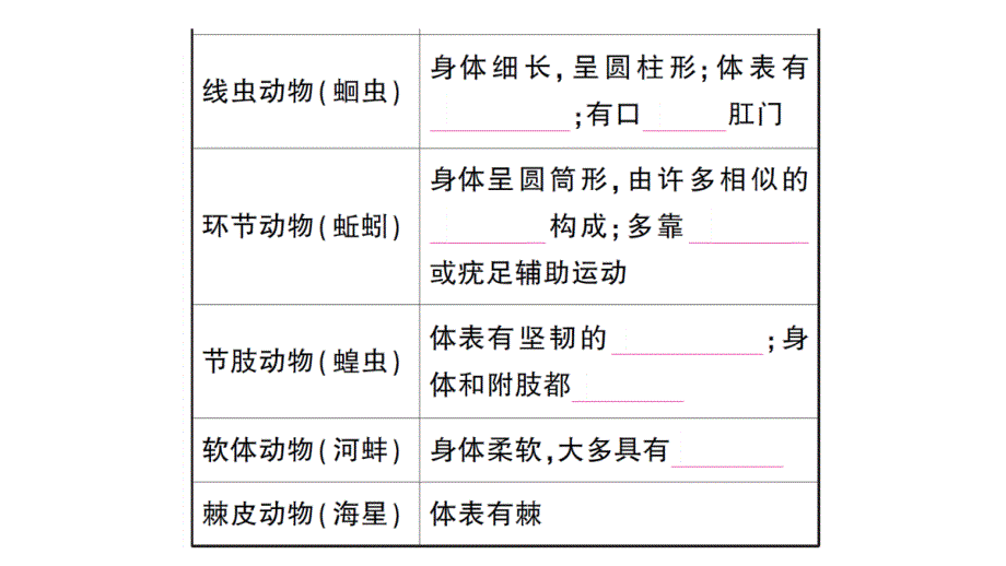 初中生物新人教版七年级上册第二单元第二章第一节 无脊椎动物作业课件2024秋_第4页