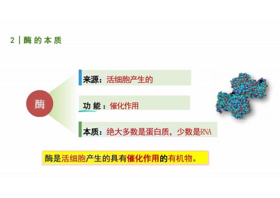 酶的特性高一上学期生物人教版（2019）必修一_第2页