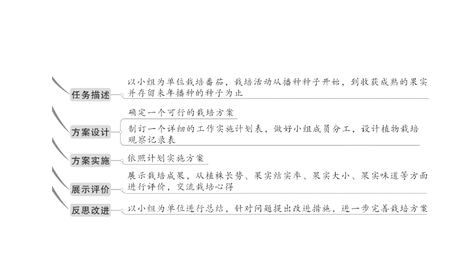 初中生物新北师大版七年级上册活动一 栽培番茄观察并描绘其一生的变化作业课件2024秋_第3页