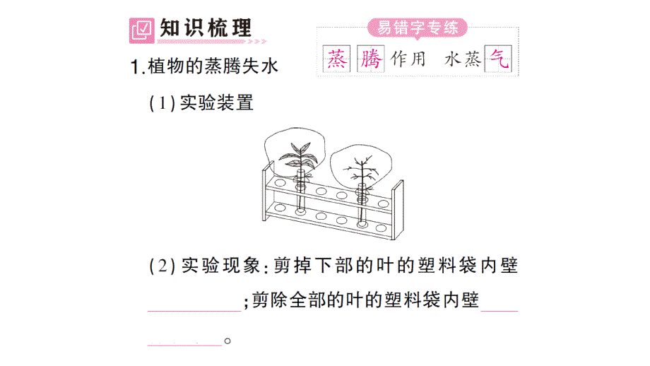 初中生物新北师大版七年级上册第3单元第4章第5节 蒸腾作用作业课件2024秋_第2页