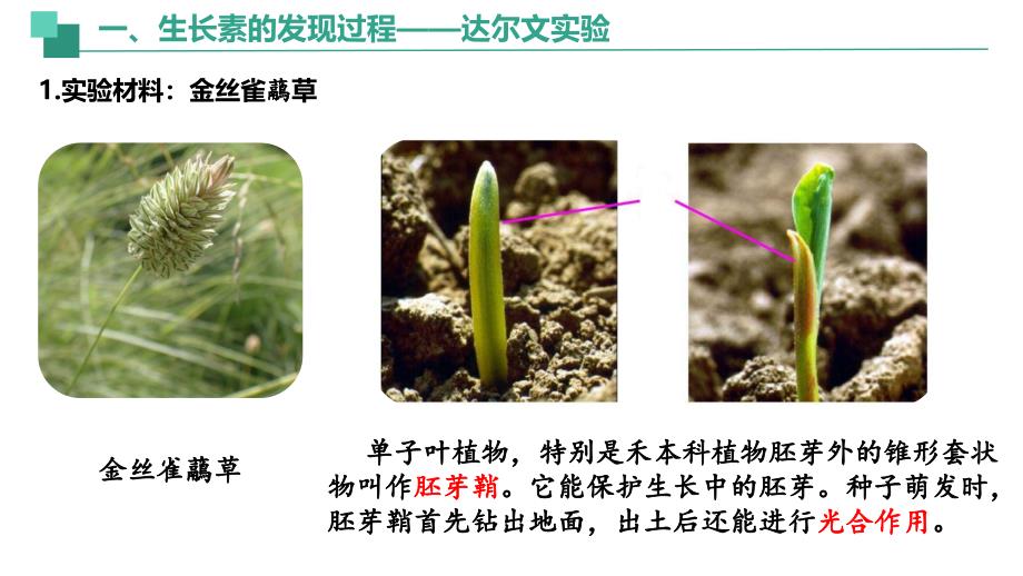 【生物】植物生长素课件-2024-2025学年高二上学期生物人教版选择性必修1_第3页