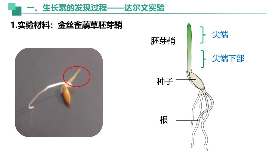 【生物】植物生长素课件-2024-2025学年高二上学期生物人教版选择性必修1_第4页