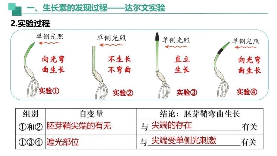 【生物】植物生长素课件-2024-2025学年高二上学期生物人教版选择性必修1_第5页