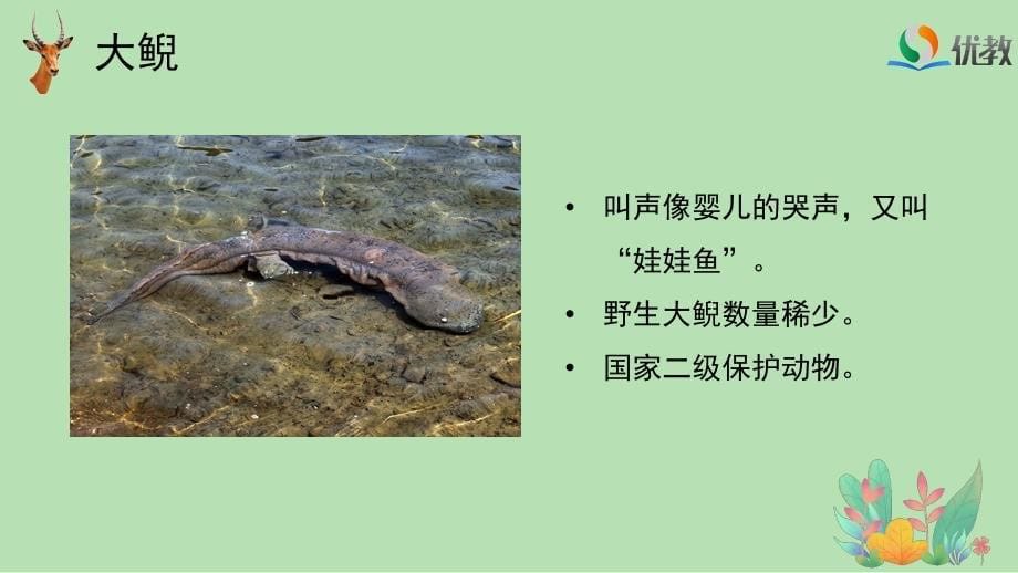 《珍稀动物》名师教学课件_第5页