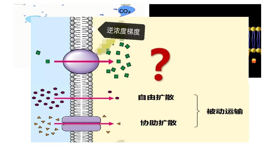 4.2主动运输与胞吞、胞吐课件-高一上学期生物人教版必修1_第2页