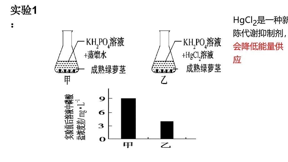 4.2主动运输与胞吞、胞吐课件-高一上学期生物人教版必修1_第5页