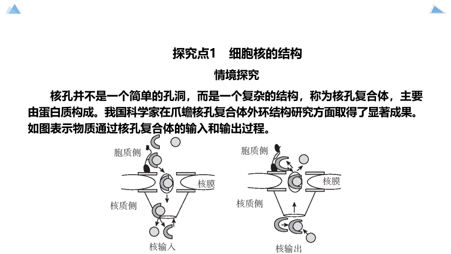 3.3 细胞核的结构和功能（第二课时）高一上学期生物人教版必修一_第3页