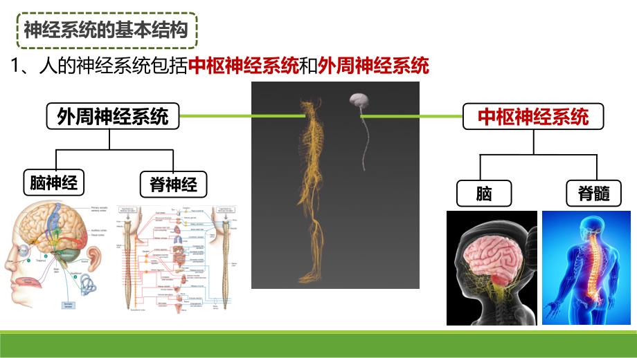 2.1神经调节的结构基础课件-高二上学期生物人教版选择性必修1_第3页