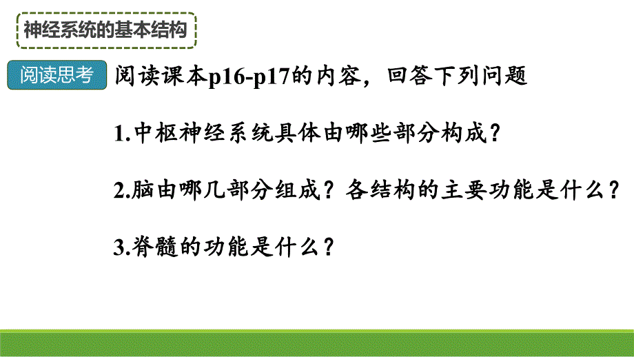 2.1神经调节的结构基础课件-高二上学期生物人教版选择性必修1_第4页