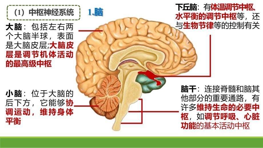 2.1神经调节的结构基础课件-高二上学期生物人教版选择性必修1_第5页