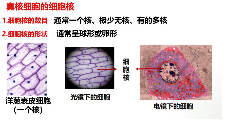 3.3细胞核的结构和功能课件高一上学期生物人教版必修1_第3页