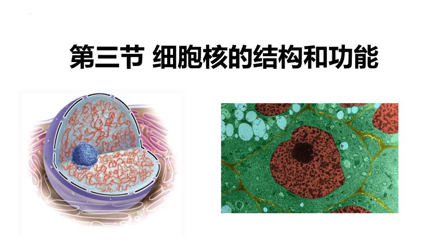 3.3细胞核的结构和功能课件高一上学期生物人教版必修1_第4页