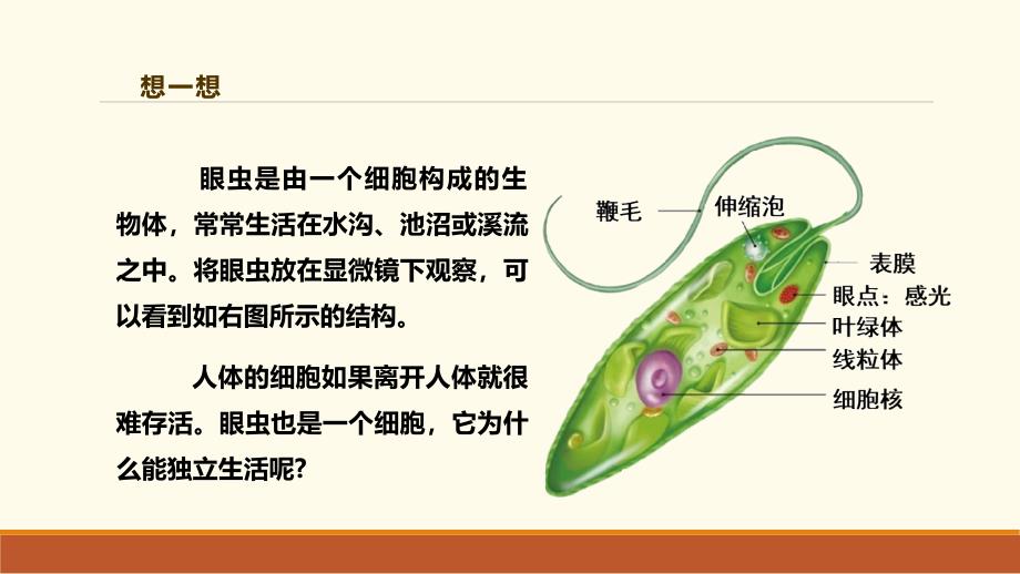 人教版（2024新板）七年级生物上册第一单元第三章第四节《单细胞生物》优质课件_第3页