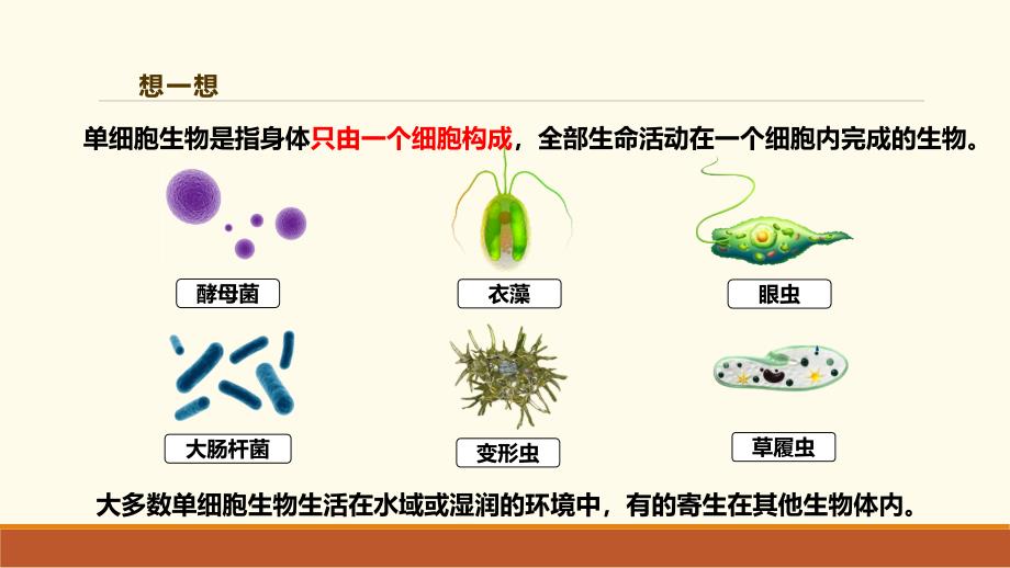 人教版（2024新板）七年级生物上册第一单元第三章第四节《单细胞生物》优质课件_第4页