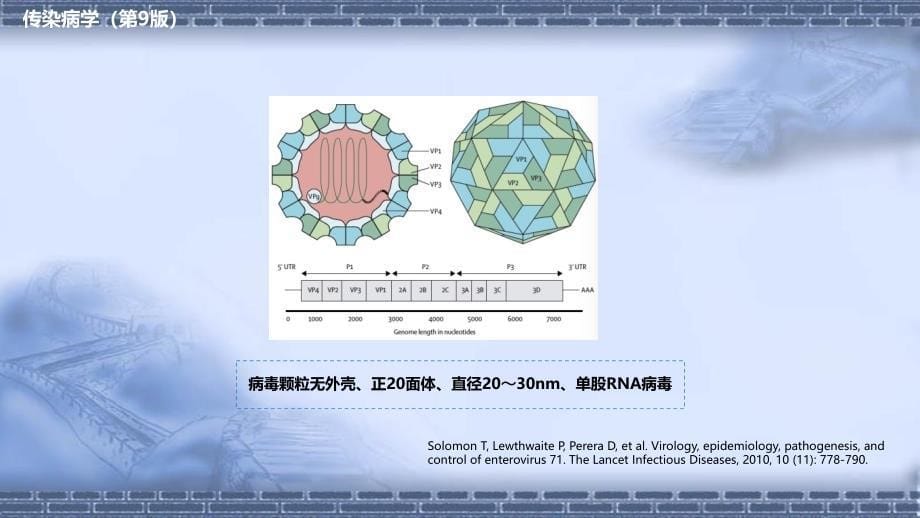 传染病学（第9版）十三五教材第二章 病毒性传染病 第二节 肠道病毒感染 手足口病+病毒感染性腹泻_第5页