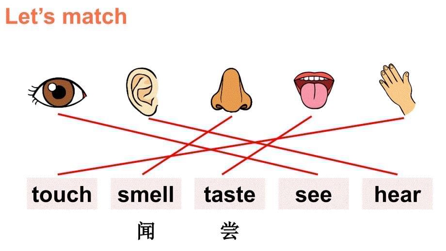 2024秋季新教材湘少版英语三年级上册教学课件：Unit 6Let's Know More The five senses_第5页