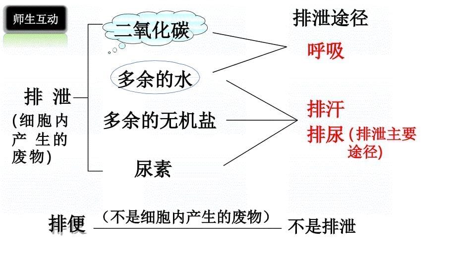 【生物】人体内废物的排出课件-2023--2024学年人教版七年级下生物_第5页