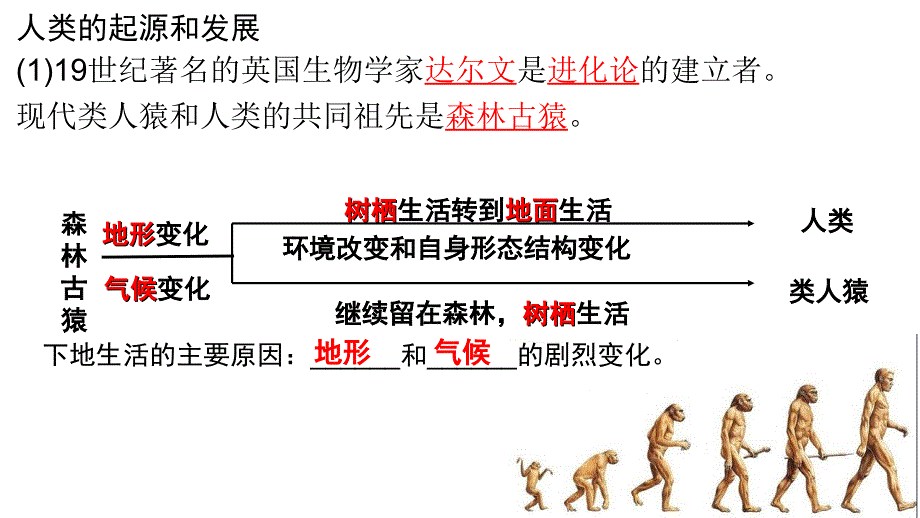 【生物】人体的由来复习课件-2023--2024学年人教版生物七年级下册_第2页