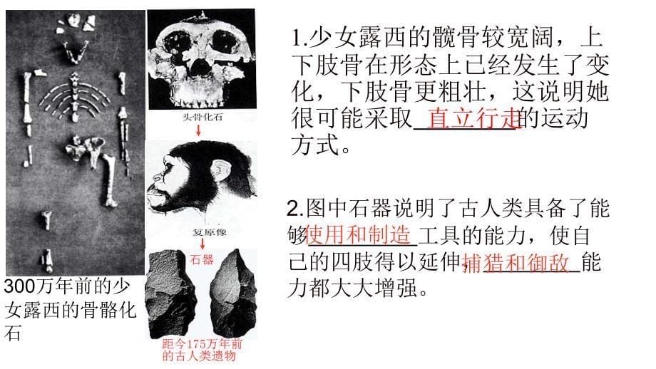 【生物】人体的由来复习课件-2023--2024学年人教版生物七年级下册_第5页