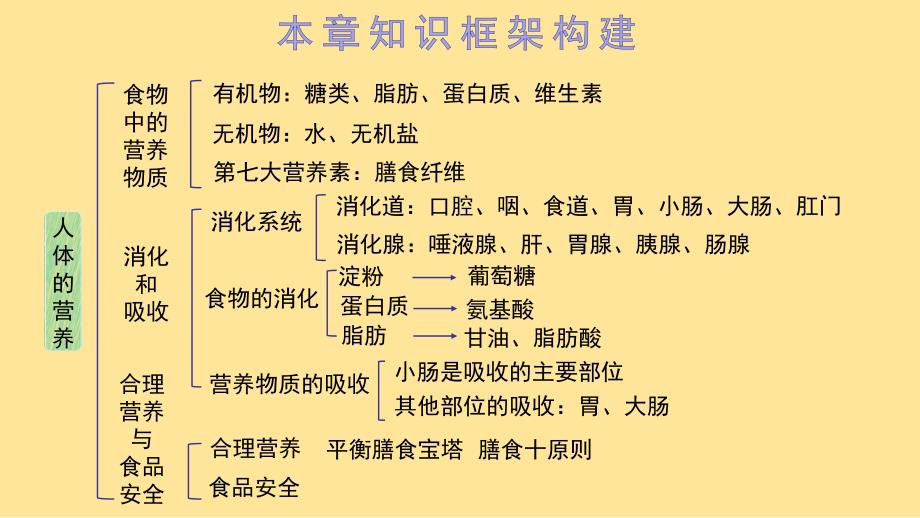 【生物】人体的营养复习课件-2023--2024学年人教版生物七年级下册_第2页