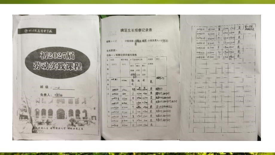 【生物】种子萌发形成幼苗（第2课时）课件2024-2025学年北师大版生物七年级上册_第5页