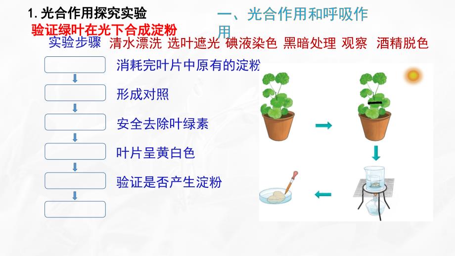 【生物】植物的生活复习课件 2024-2025学年七年级生物上册（北师大版2024）_第3页