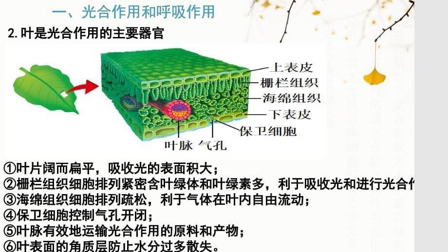 【生物】植物的生活复习课件 2024-2025学年七年级生物上册（北师大版2024）_第5页