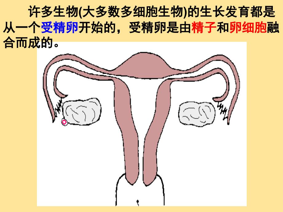 【生物】细胞分化形成组织课件-2024-2025学年北师大版生物七年级上册_第2页