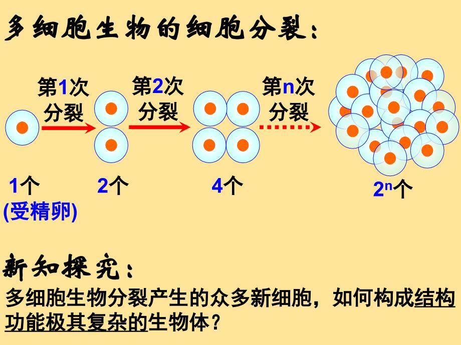 【生物】细胞分化形成组织课件-2024-2025学年北师大版生物七年级上册_第3页