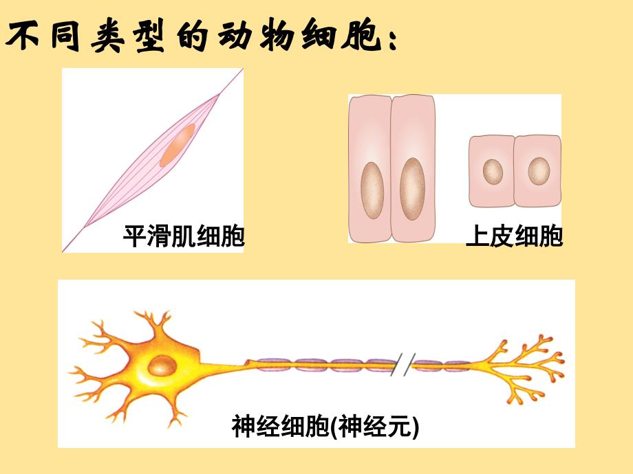 【生物】细胞分化形成组织课件-2024-2025学年北师大版生物七年级上册_第4页