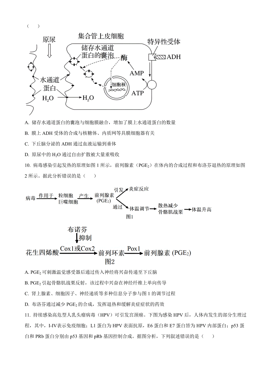 江苏省南通市如皋十四校联考2024-2025学年高三上学期11月期中生物Word版无答案_第3页