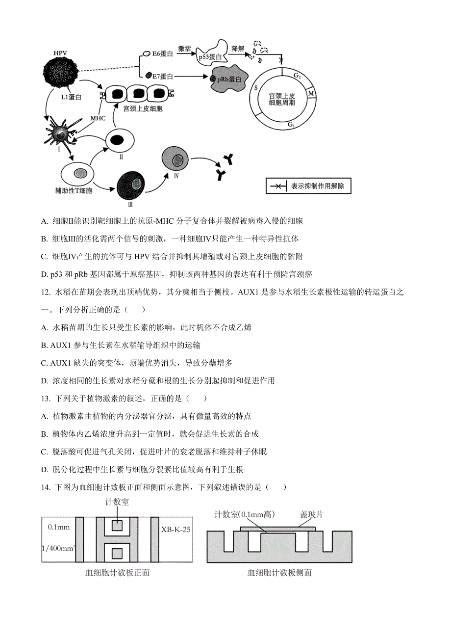 江苏省南通市如皋十四校联考2024-2025学年高三上学期11月期中生物Word版无答案_第4页