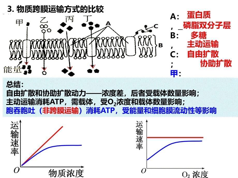 高中课件 细胞的物质输入和输出_第5页