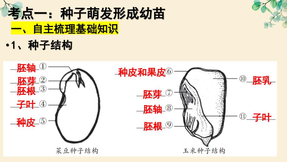 【生物】绿色开花植物的生活史复习课件 2024-2025学年七年级生物上学期期末考点（北师大版2024）_第3页