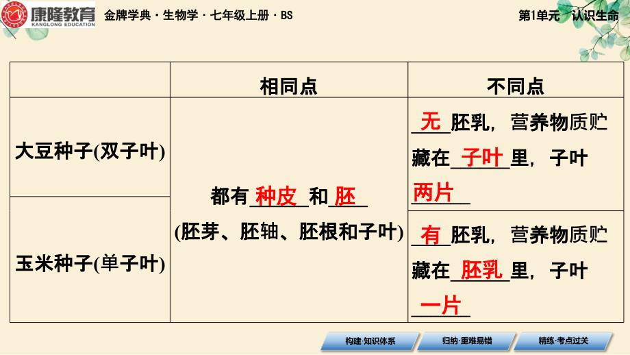 【生物】绿色开花植物的生活史复习课件 2024-2025学年七年级生物上学期期末考点（北师大版2024）_第4页