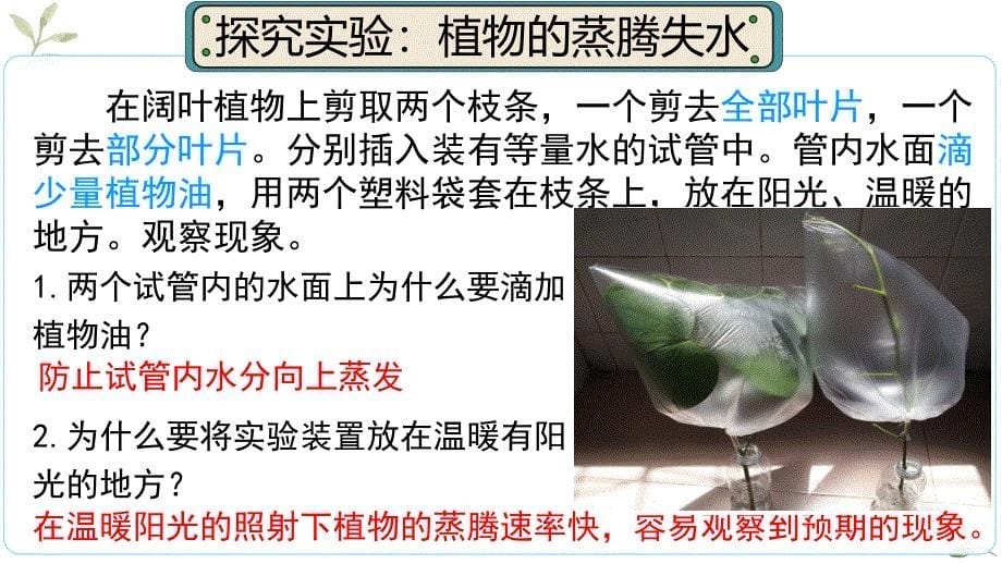 【生物】蒸腾作用- 2024-2025学年七年级上册生物（北师大版2024）_第5页