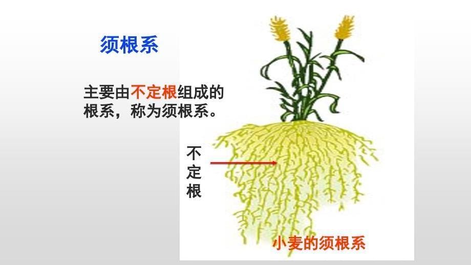 【生物】营养器官的生长 课件-2024-2025学年北师大版生物七年级上册_第5页