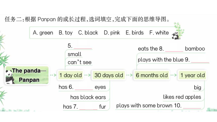 小学英语新人教版PEP三年级上册Unit 5 A+ 阅读 大熊猫成长记作业课件2024秋_第4页