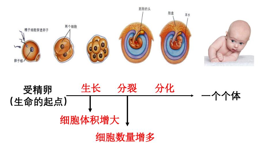 【生物】细胞分化形成组织课件-2024--2025学年北师大版(2024)生物七年级上册_第3页