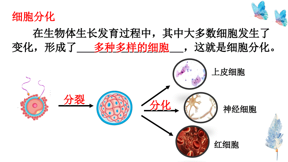 【生物】细胞分化形成组织课件-2024--2025学年北师大版(2024)生物七年级上册_第4页