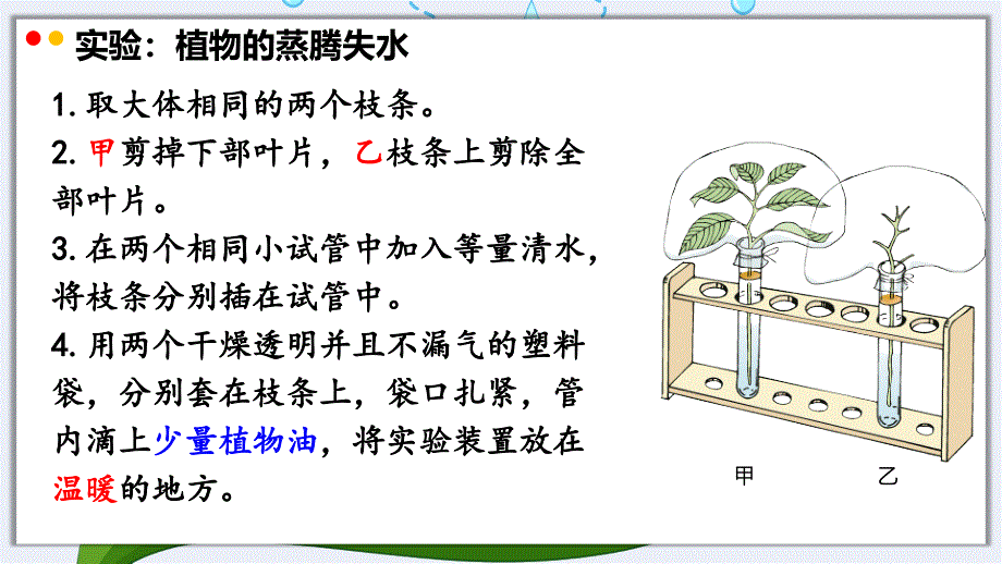 【生物】蒸腾作用课件-2024-2025学年北师大版生物七年级上册_第4页