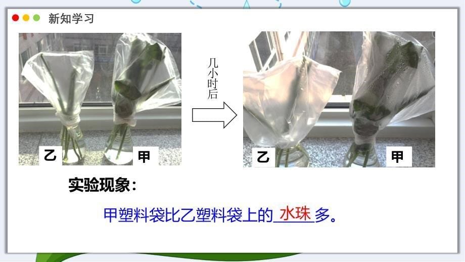 【生物】蒸腾作用课件-2024-2025学年北师大版生物七年级上册_第5页