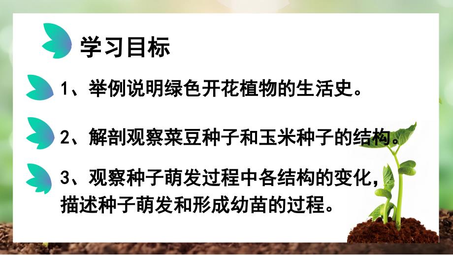 【生物】课时1 种子萌发形成幼苗- 2024-2025学年七年级生物上学期（北师大版2024）_第2页